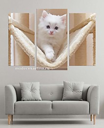 
    Белый котёнок
  